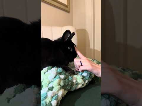 ToothlessTikTok