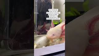 Как есть 😂 #аксолотль #axolotl