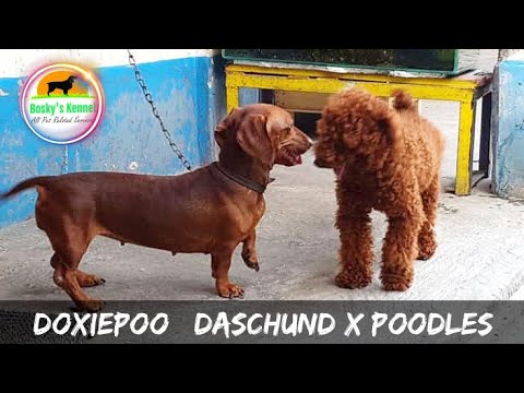 Video: Ist ein Doxiepoo hypoallergen?