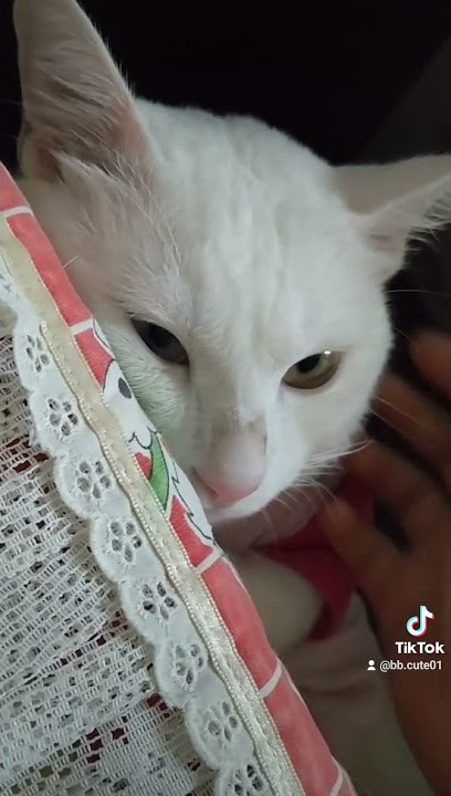 bb Kucing Lucu aktivitas PKPD