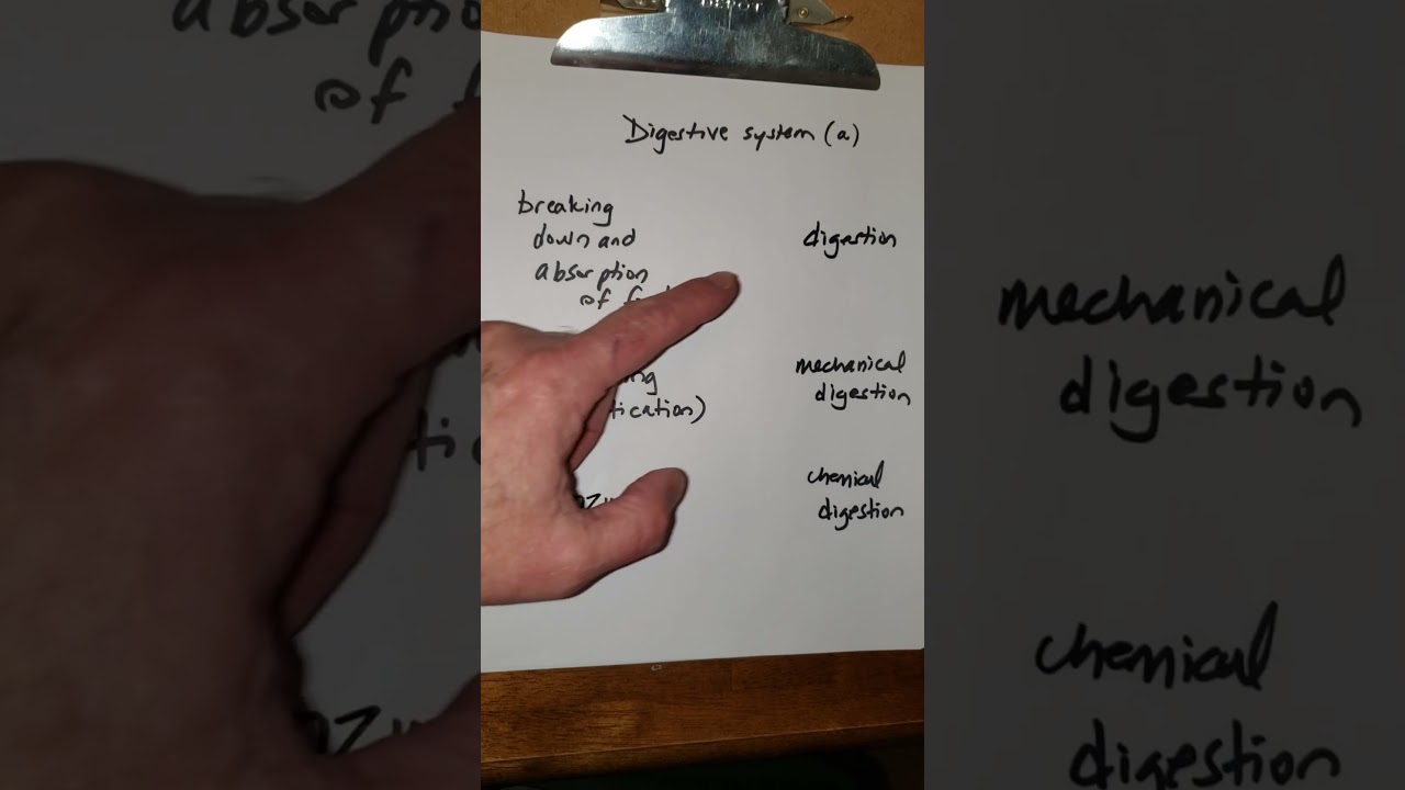 Digestion Review a | Mort Anat 2