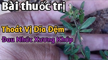 Bài thuốc trị Thoát Vị Đĩa Đệm,Đau Nhức Xương Khớp rất hay. PHAN HẢI Channel.