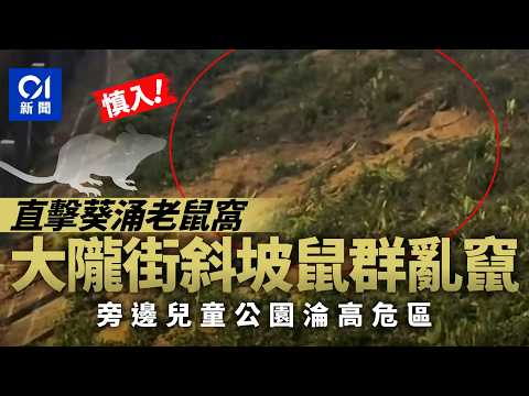 【01秒看新聞】葵涌大隴街斜坡變老鼠窩 鼠群亂竄 旁邊公園淪高危區｜01新聞｜大隴街｜公園｜老鼠｜鼠患｜葵涌