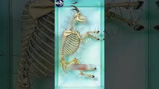 Mind-Blowing Process Behind Museum Skeletons!