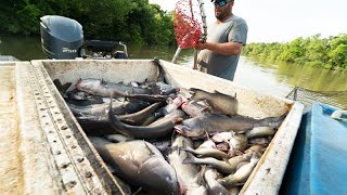 Loading the Boat with HUGE CATFISH | How to catch CATFISH | Commercial Catfishing in Louisiana