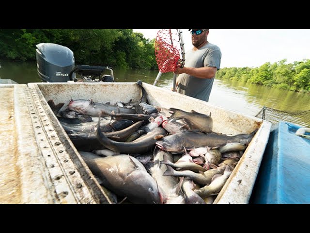 Loading the Boat with HUGE CATFISH, How to catch CATFISH