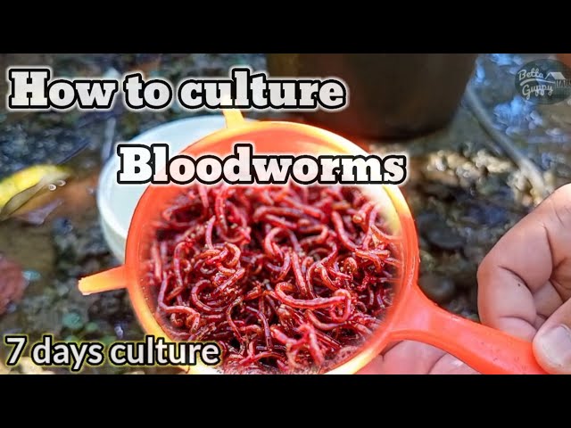 How to culture bloodworms 