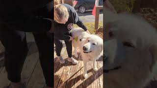 Hairy Dog. Maremma Italian Sheep Dog. #hair #dog #hairofthedog #subscribe