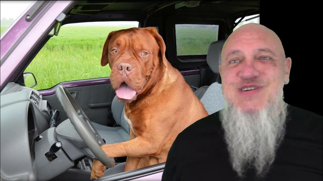 how-to-keep-dog-from-barking-in-the-car-dad-joke-of-the-day-2331