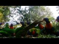 Rainbow Lorikeets