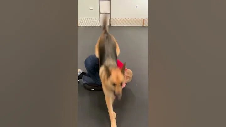 Ty jumping over Alice