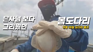 [깐부피싱] 은사님 보다 그리웠던 봄도다리