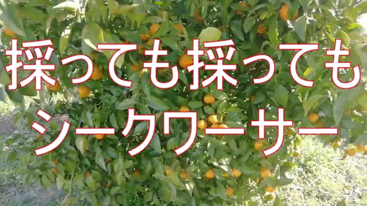 No matter how much you pick, it's still a Shikwasa - YouTube