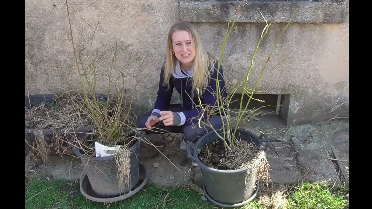 KANADSKÉ BORŮVKY: BRUSNICE CHOCHOLIČNATÁ: Vaccinium corymbosum: PĚSTOVÁNÍ, PĚSTOVÁNÍ V PŮDĚ/V NÁDOBĚ