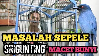 MASALAH SEPELE BURUNG SRIGUNTING JADI MACET BUNYI