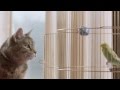 Freeview TV Ad - Cat & Budgie #catandbudgie