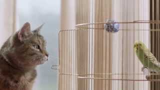 Freeview TV Ad  Cat & Budgie #catandbudgie