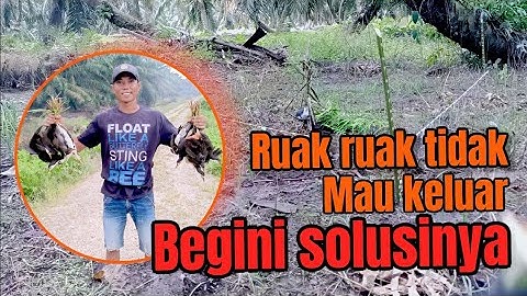 Cara mengatasi ruak ruak yang tidak mau keluar dari tempat persembunyiannya || BIRD TRAP