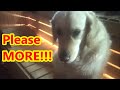 Golden retriever in HOT SAUNA !