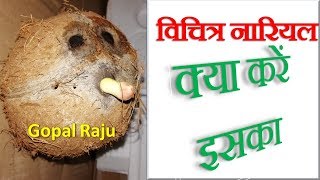 अनोखा विचित्र ऐसा अज़ूबा नारियल मिल जाये तो खुल जायेगा  भाग्य | Unique Coconut से आप भी लाभ उठायें