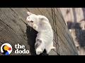 Couple Rescues Stray Cat On Their Vacation | The Dodo
