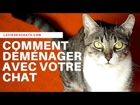 Vidéo: Comment Préparer Votre Chat Au Déménagement