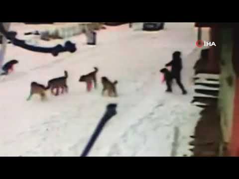 Kars'ta köpekler, sokakta yürüyen bir çocuğa saldırdı.