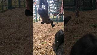 Watch These Little Ones Playing! #Gorilla #Play #Swing