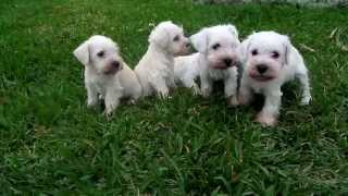Cachorros Schnauzer Miniatura Blanco Pedigree Mayo 14 Youtube