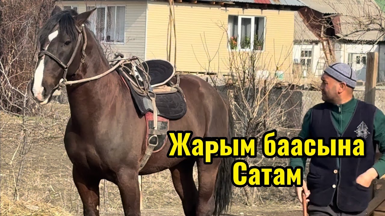 Кыргыз жылкы +996-551-631-990. 24 февраля 2026 г.