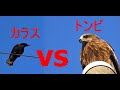 カラス　VS　とんび　【視聴注意】鳥のお食事シーンあり