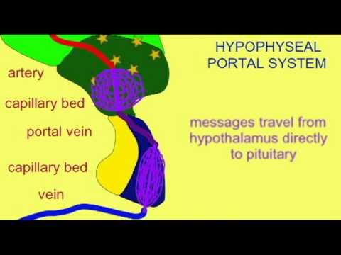 ENDOCRINE SYSTEM: HYPOPHYSEAL PORTAL SYSTEM