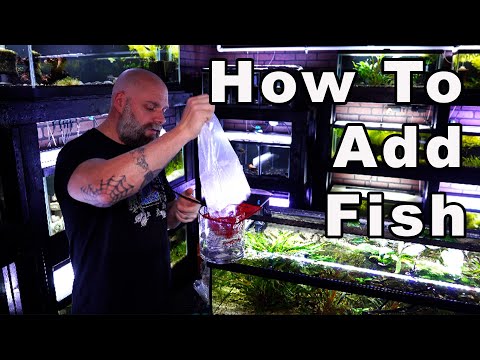 Beginners Guide to The Aquarium Hobby Part 4: How to Add New Fish (Science-Based)