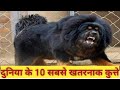 दुनिया के 10 सबसे खतरनाक कुत्ते | 10 Most Dangerous Dogs In The World Khatarnak Kutte