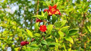 Նռնենի ♥️ #pomegranate #tree #նուռ #гранат #дерево [4K]