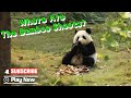 Panda Baby: Mom! Where Are The Bamboo Shoots? Mom!  | iPanda