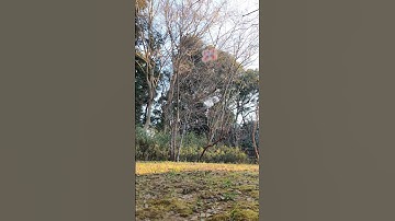 Drone Flip Takeoff #NoSlowMo