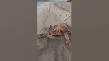 Quelle différence entre le poulpe et calamar ?