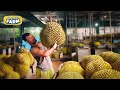 How durians grow harvesting the stinkiest fruit in the world