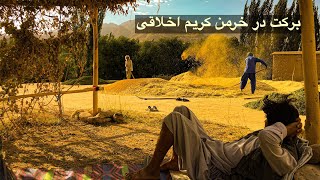 فصل برداشت محصول گندم در جاغوری