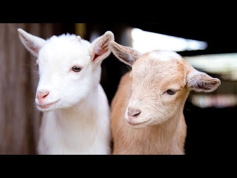 cute-baby-goats-fooling-around-🐐