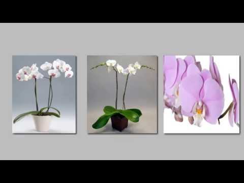 Come curare l'Orchidea? Ecco i 5 passi per averla sana e vigorosa per tutto l'anno