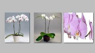 Come curare l'Orchidea? Ecco i 5 passi per averla sana e vigorosa per tutto l'anno