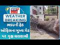 Vadodara Tree Collapsed | વડોદરામાં MSUની હેડ ઓફિસના મુખ્ય ગેટ પર મોટું વૃક્ષ ધરાશાયી | News18