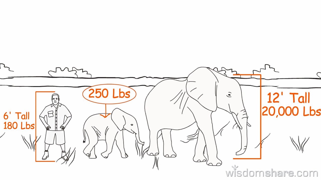 An Elephants Memory -- WisdomShare.com
