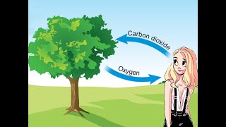 How Tree Produce Oxygen #trees #plants #oxygen #nature #kids