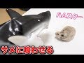 ぷんがサメに食われました。