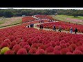 IBARAKI. HITACHI SEASIDE PARK 2020 Autumn. #ひたち海浜公園 #4k #kochia #コキア