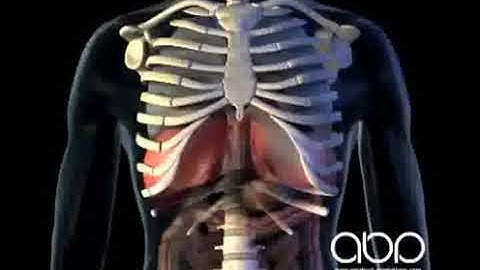 Breathing   3D Medical Animation  ABP ©