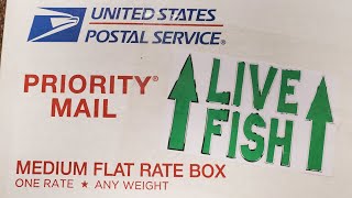 How To Ship Fish Cheaply And Safely In The Mail